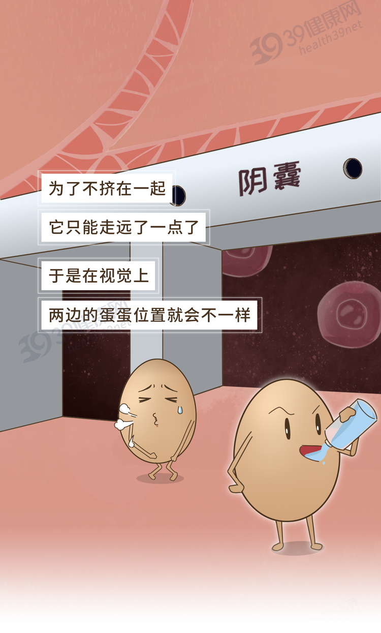 调查发现：80%男性的两侧睾丸高低、大小都不同，原因为何？