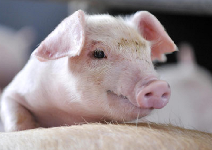 10月21日10公斤仔猪价格：猪价上涨是小周期？仔猪补栏有大风险？
