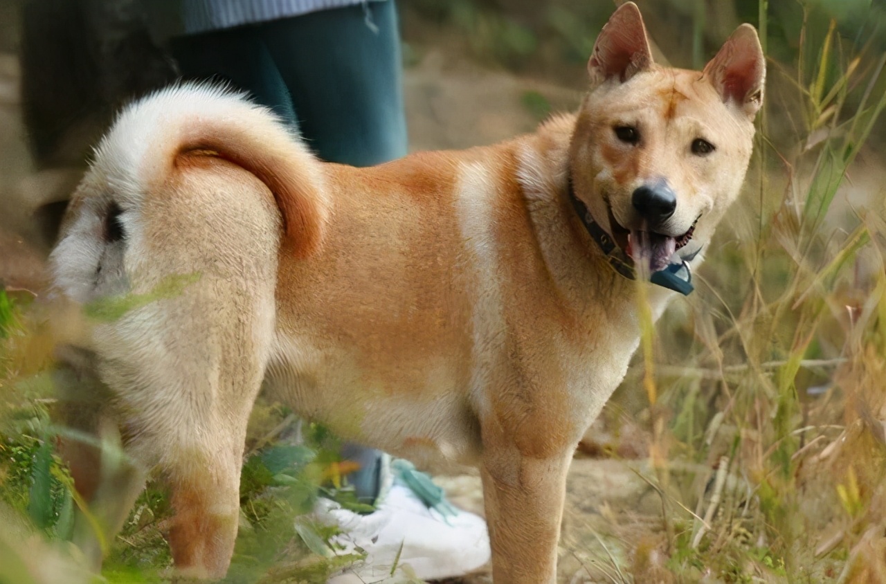 金毛名字带财运的（金毛犬名字大全带来好运）-第5张图片-昕阳网