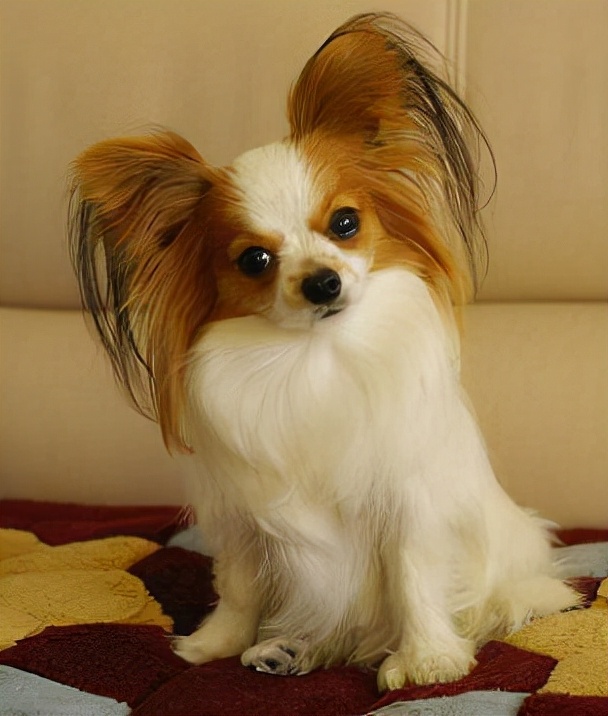 世界犬种智商排名榜前 30 名的聪明狗狗
