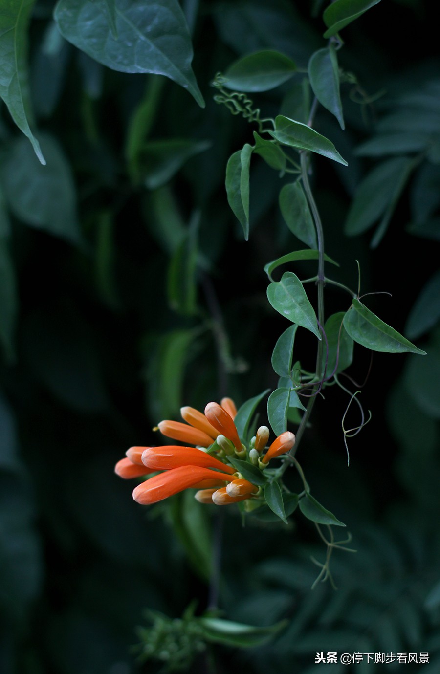 花开自有时，花谢归有期