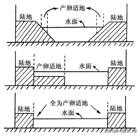 牛蛙的养殖技术（正确的牛蛙的养殖方法大全）