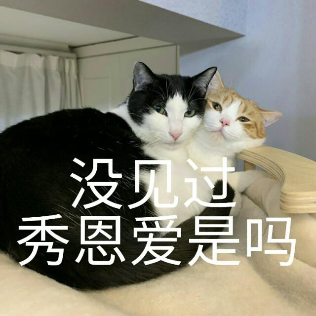 蒂姆嘟嘟tim猫品种(今天的猫猫也是元气满满呢)