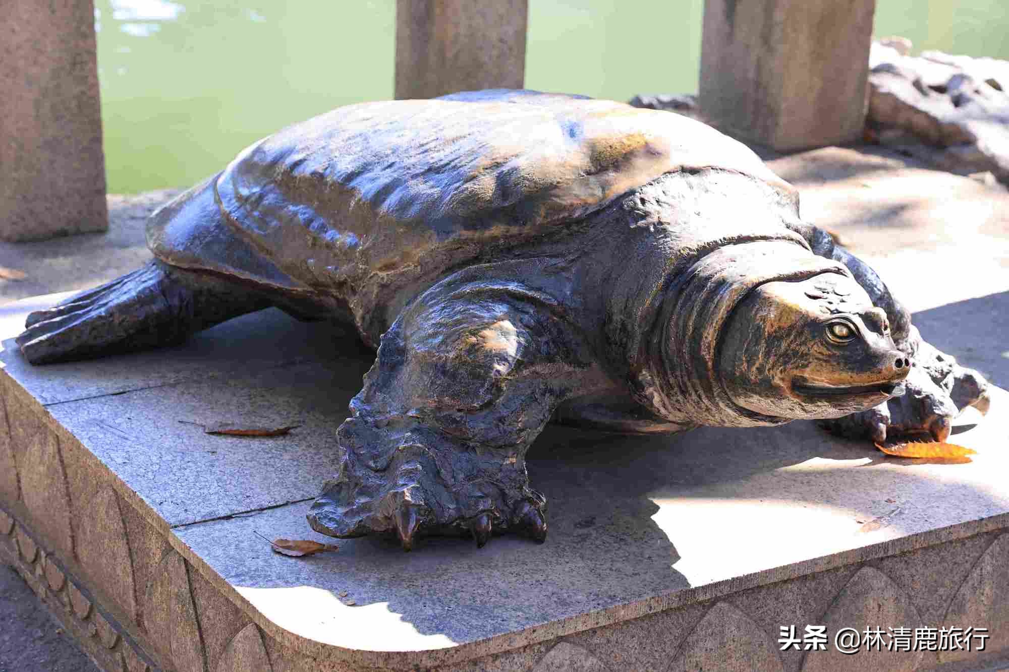 巨鼋怎么读,巨鼋_大山谷图库