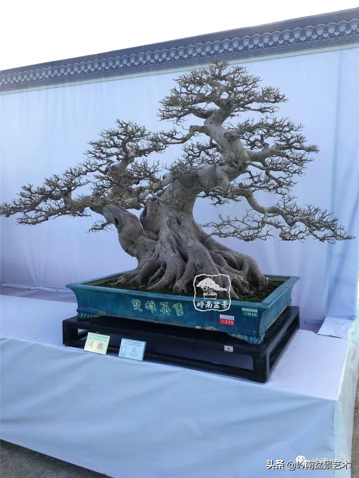 榕樹盆景圖片,榕樹盆景圖片大全欣賞