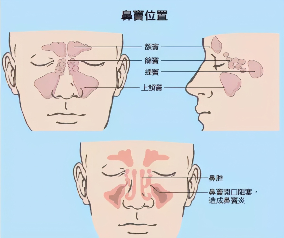 鼻腔位置图图片