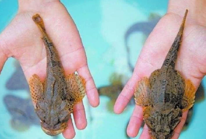 "5种"野生鱼类钓到后,吃了就闯大祸,钓友们一定要当心