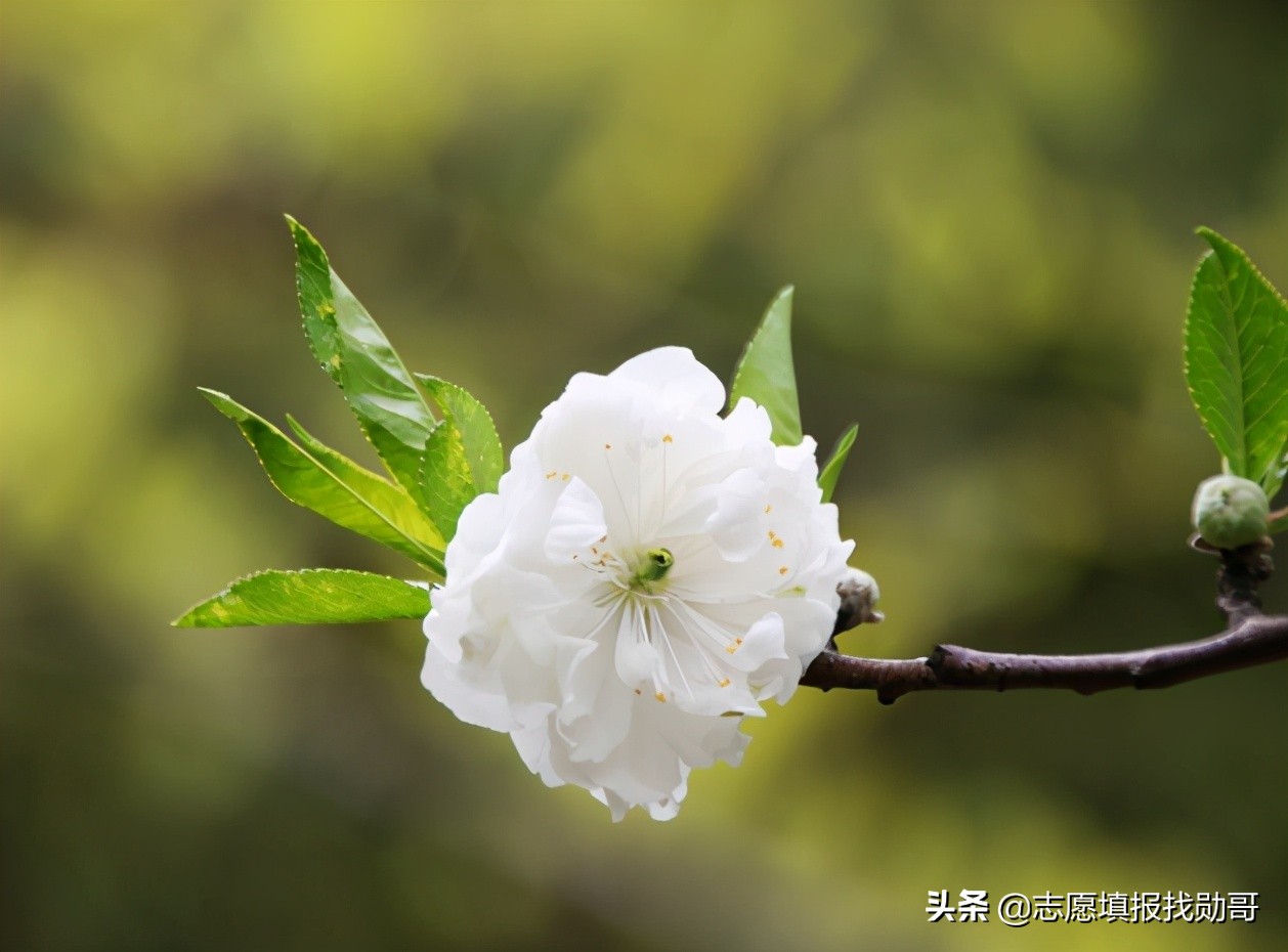 中国顶级医学院校，深度数据分析！不是“学霸”，也有好机会