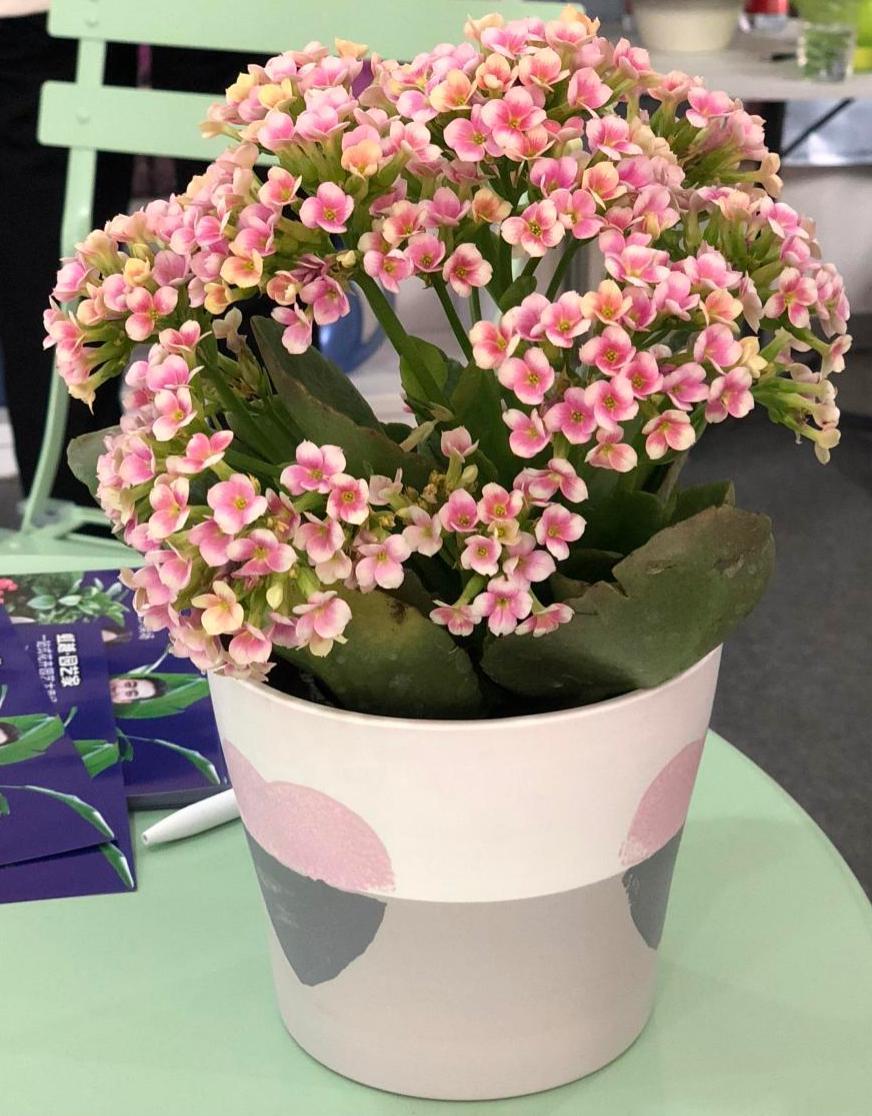 花草的图片大全（100种常见花图鉴一览表）