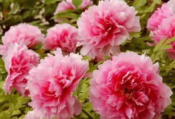 100种名贵牡丹鉴赏 绘画好素材（报花名）