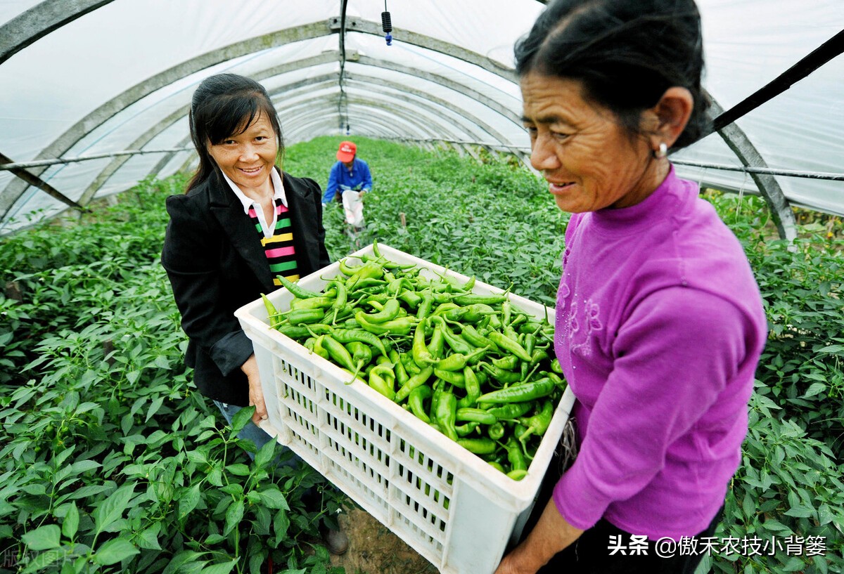 夏季高温闷棚如何才能杀菌灭虫更彻底？用好1个八字诀就能做到