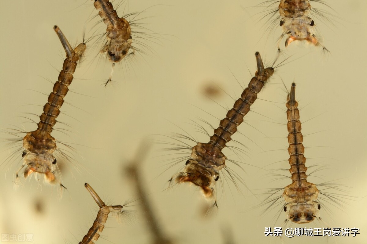 你可能没听说过吧