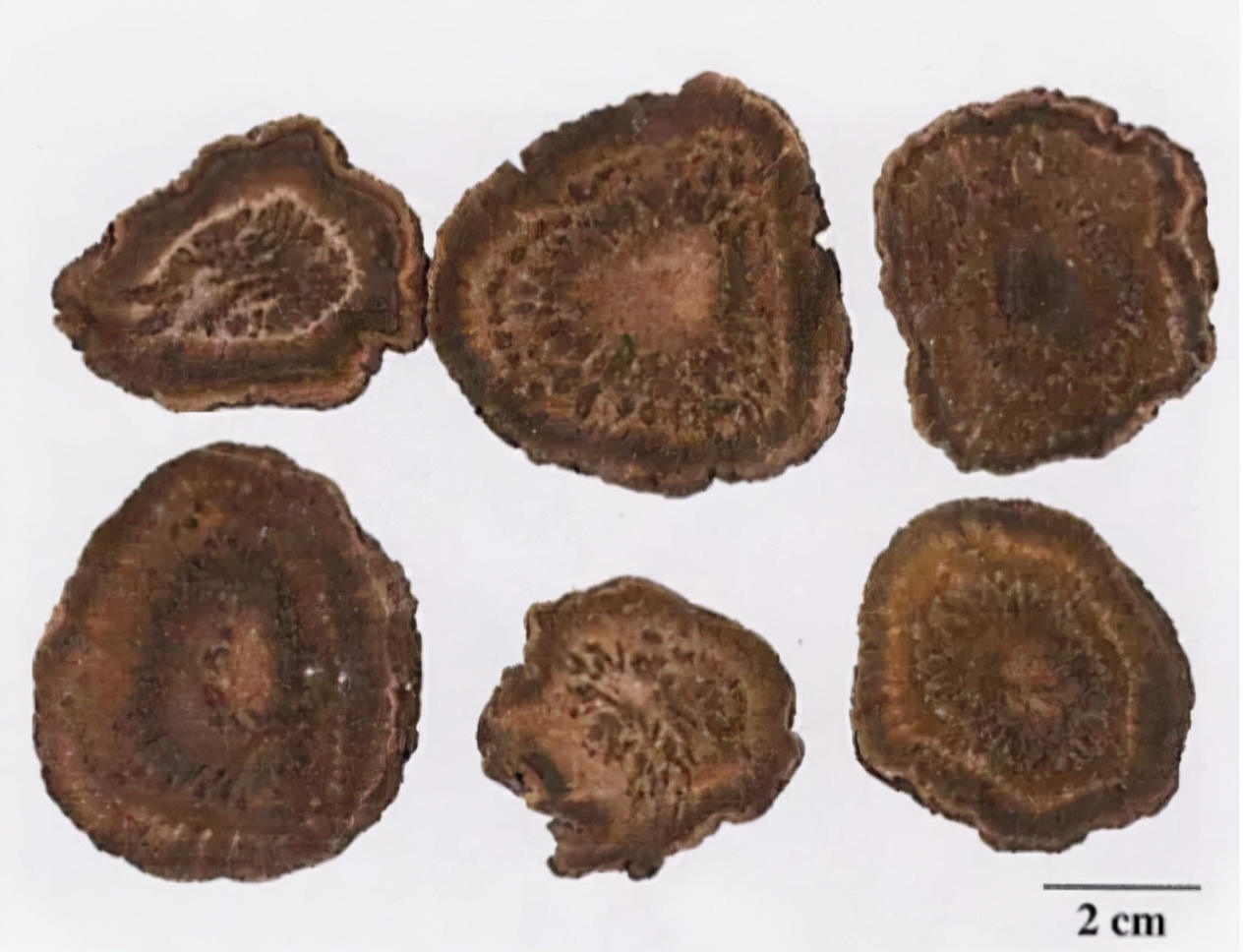 中药鉴定|37味中药新旧彩图对比