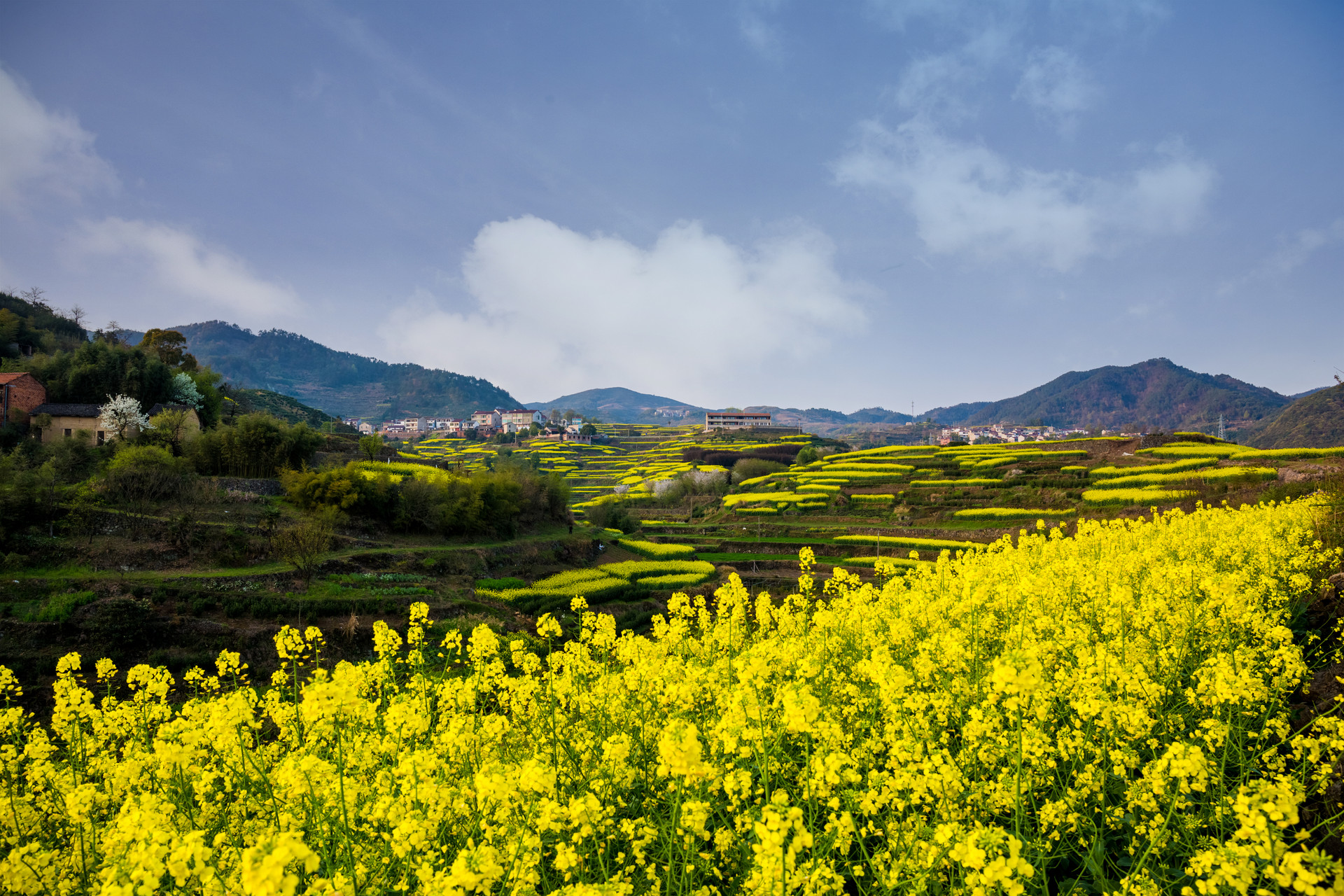 河南5个超火赏花目的地：景美免费，适合清明节全家出游