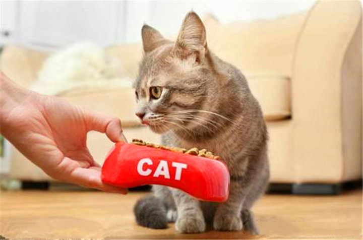 猫咪拉稀怎么解决？