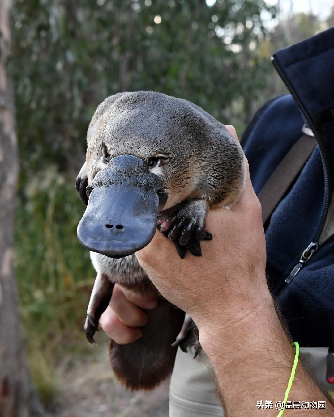 身为可达鸭的原型,鸭嘴兽有许多特异之处,以这三个特点为代表