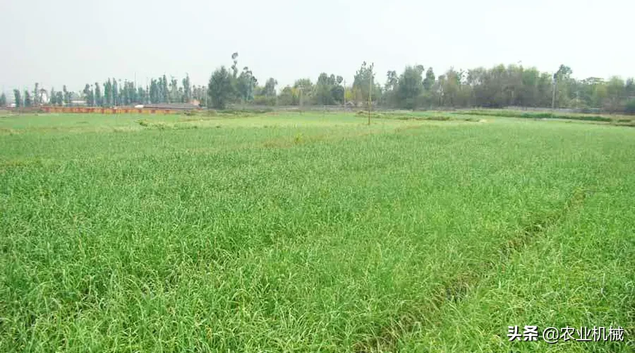 牧草種植及機械化收獲工藝，你想了解的都在這里