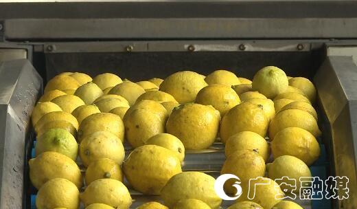 四川广安：丰产滞销，白马柠檬如何转型？
