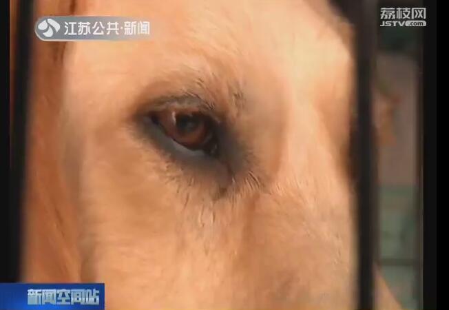 金毛猎犬标价15元一斤菜市场当“肉狗”卖 好心人花750元买下