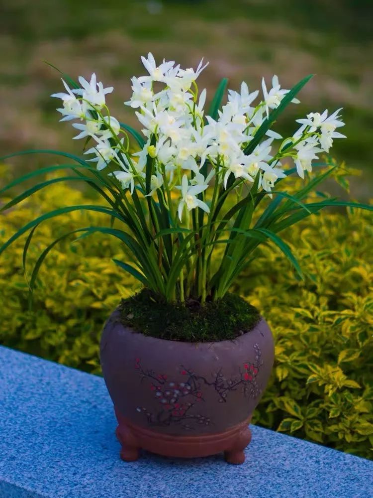 十二生肖对应的守护花你知道吗?领走你的专属"生肖花"