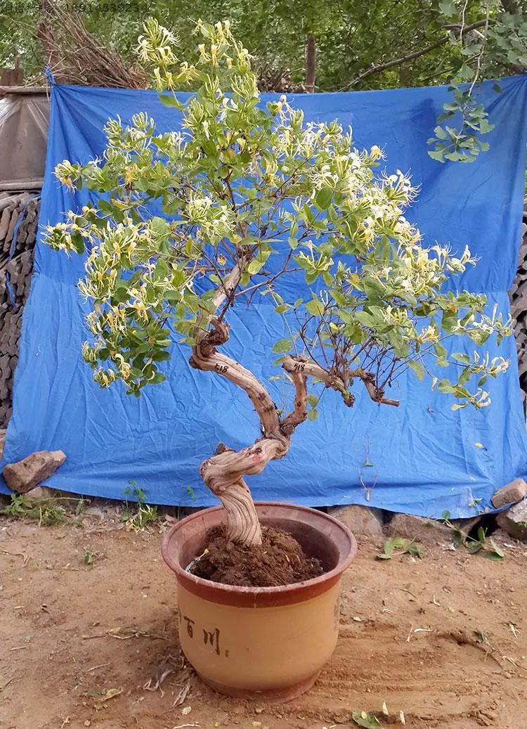 家里养金银花，有金有银“有钱花”，摘花泡茶，养人旺家