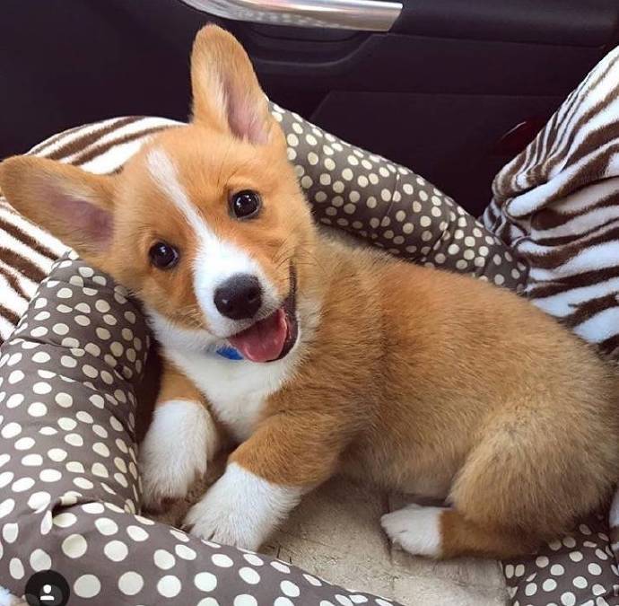 饲养柯基犬的8大"禁忌",别怪我没提醒你