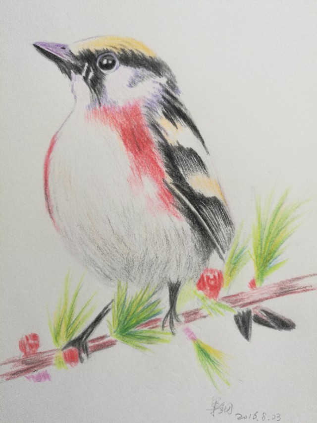 用彩色铅笔画小松鼠/过程图_晶羽科技