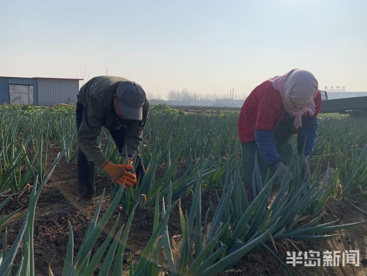 两根葱一块姜，花了十几块！“姜你军”“向钱葱”又来了？