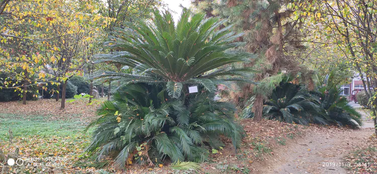 陪你一起看湖北省广水一中①——走进植物王国