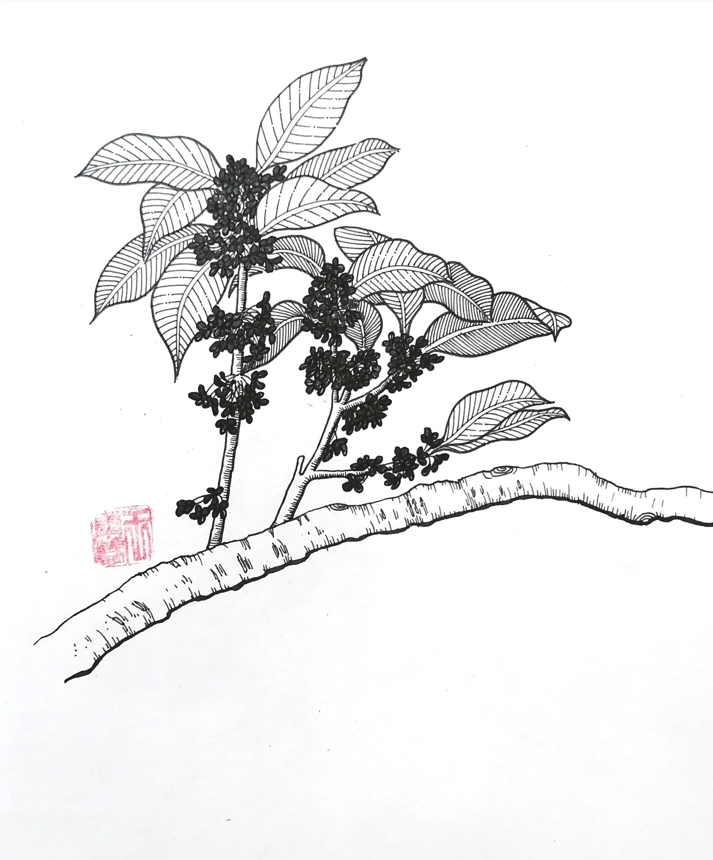 桂花树怎么画 小学生桂花绘画图片大全 - 汽车时代网