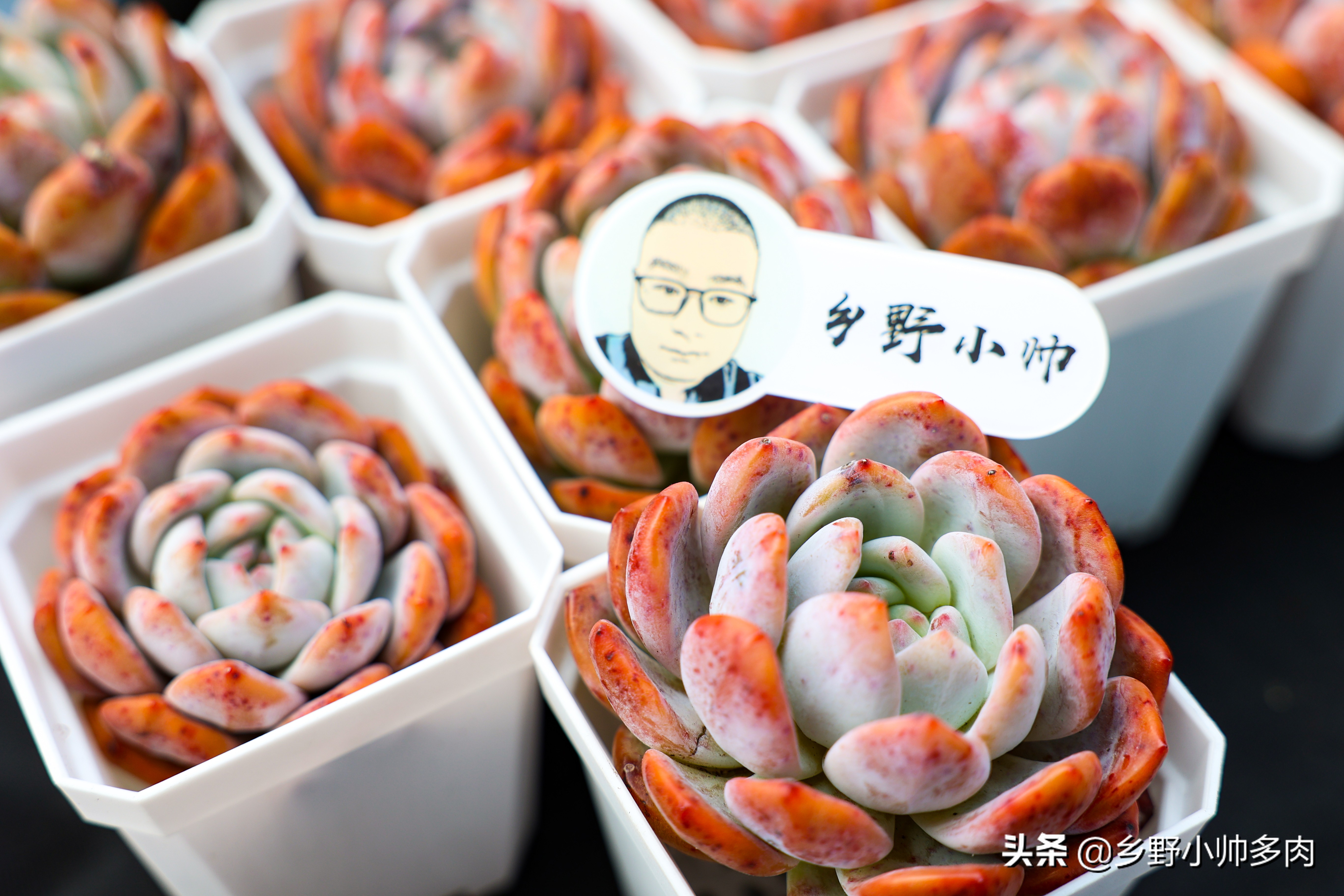 复合肥、有机肥、缓释肥,多肉用肥到底怎么选?听小帅讲解