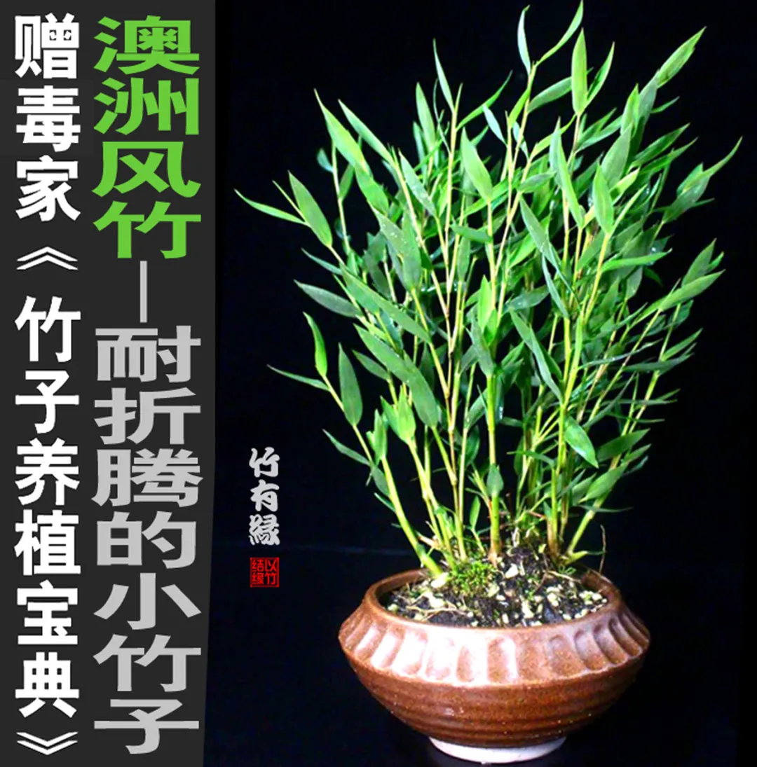 怎样才能养好盆栽小竹子呢?