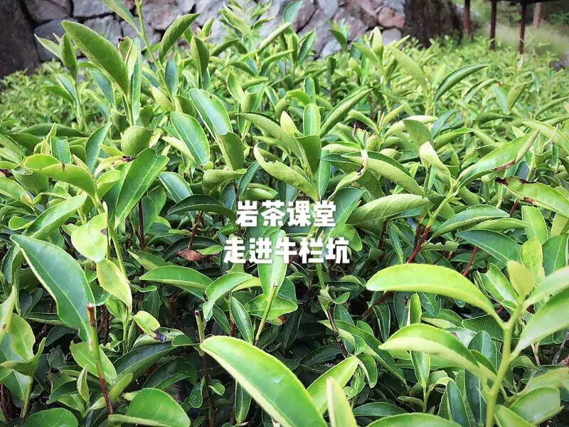 肉桂茶属于高档茶吗（肉桂对男性性功能的效果）-第4张图片-巴山号