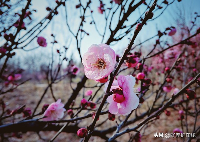 梅花有哪些品种(最牛、最全的梅花品种大全来了)