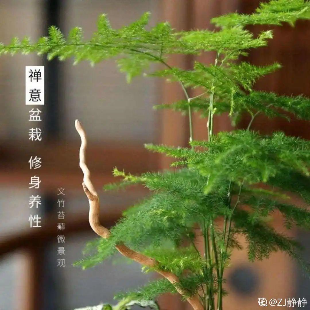 竹子花(这7种带“竹”字的花，家里养一盆，日子节节高升)