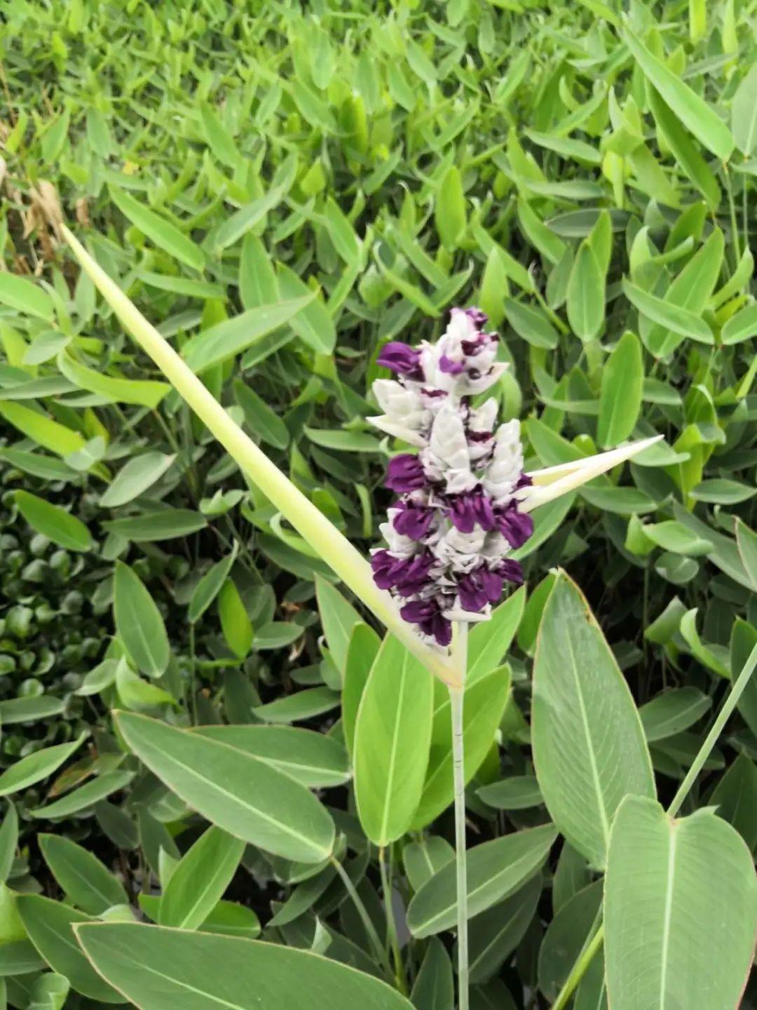 10种花太能喝水,一天一瓢水,7天爆满缸