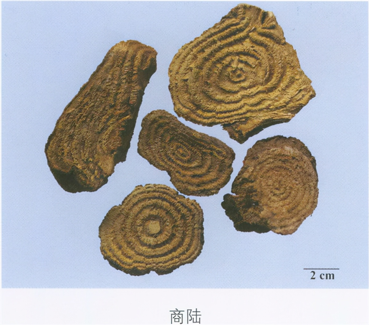 灵芝图片大全大图鉴别(中药鉴定) - 赤虎壹号