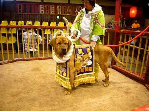 日本土佐(欧美最受欢迎的东方斗犬，凶狠强壮的土佐犬，是一种什么样的狗狗)