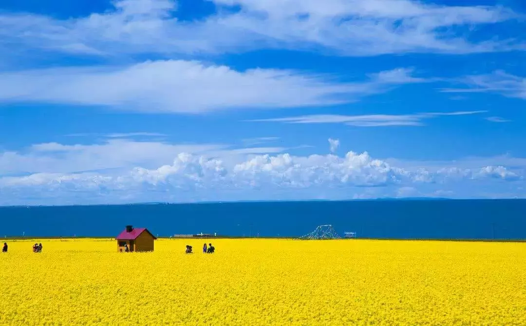 七月的青海湖畔，令人陶醉油菜花盛开美景