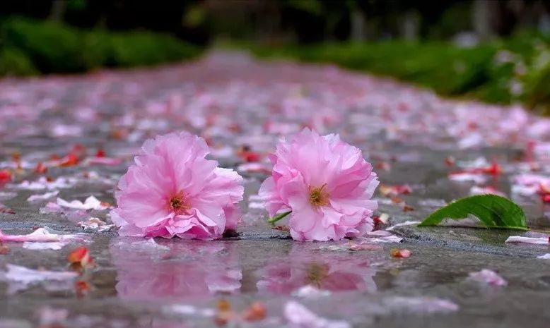 45句最美落花诗词，惊艳了风雨，斑斓了季节
