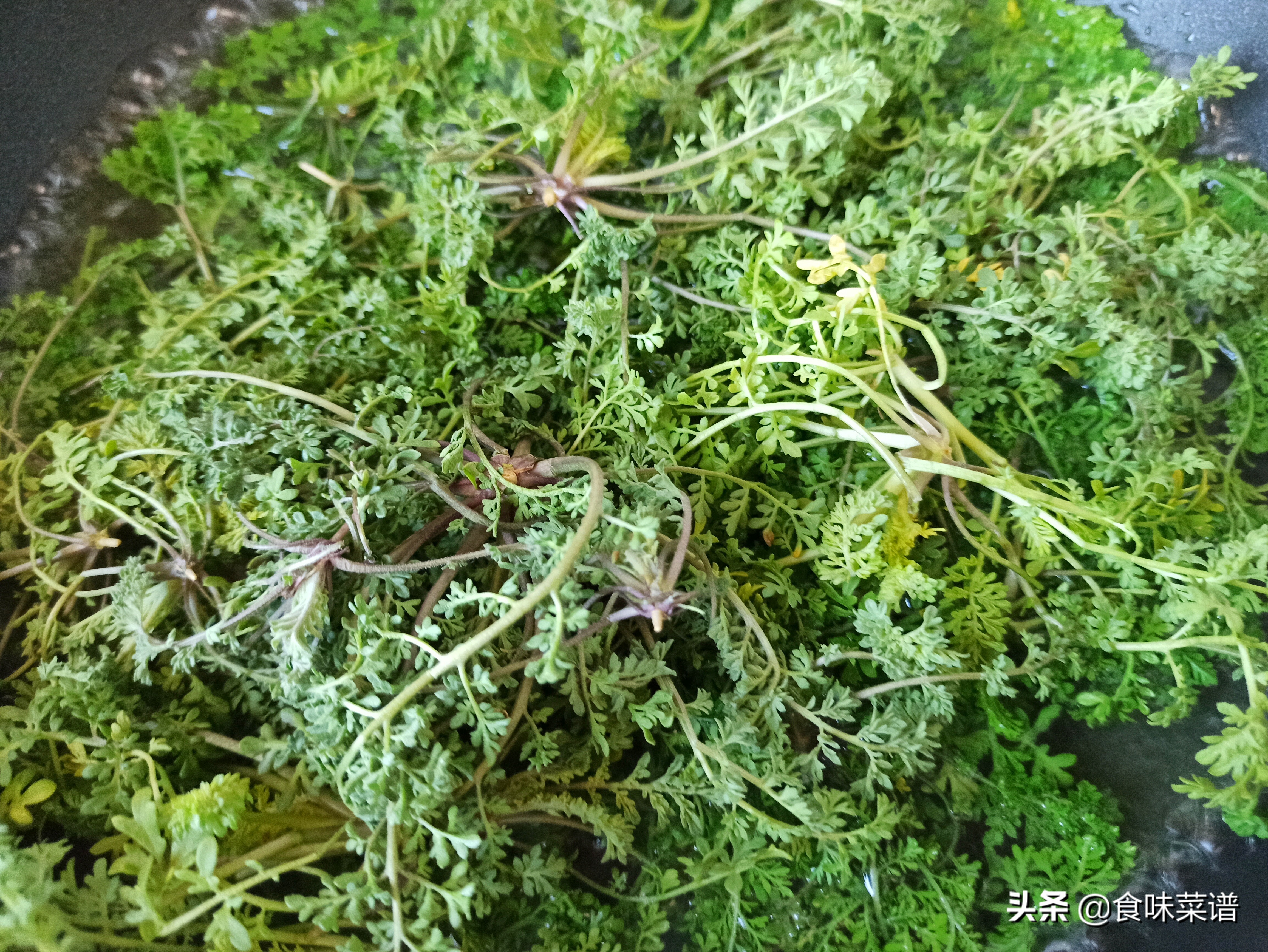 麥蒿的功效與作用(春節別錯過這道野菜) - 行就行