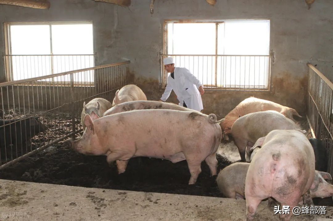 猪价8元观望，热钱进入猪市，猪肉价格上涨？控制好自己的菜篮子