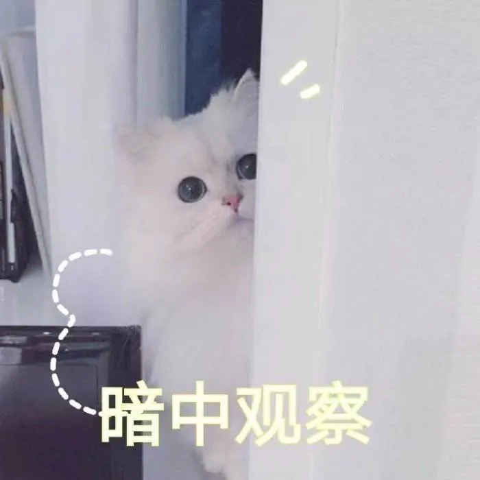 知识贴：猫咪应激反应有什么症状，该怎么应对和预防？