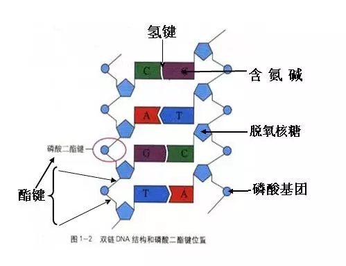 高中生物选修部分基因工程知识点汇总