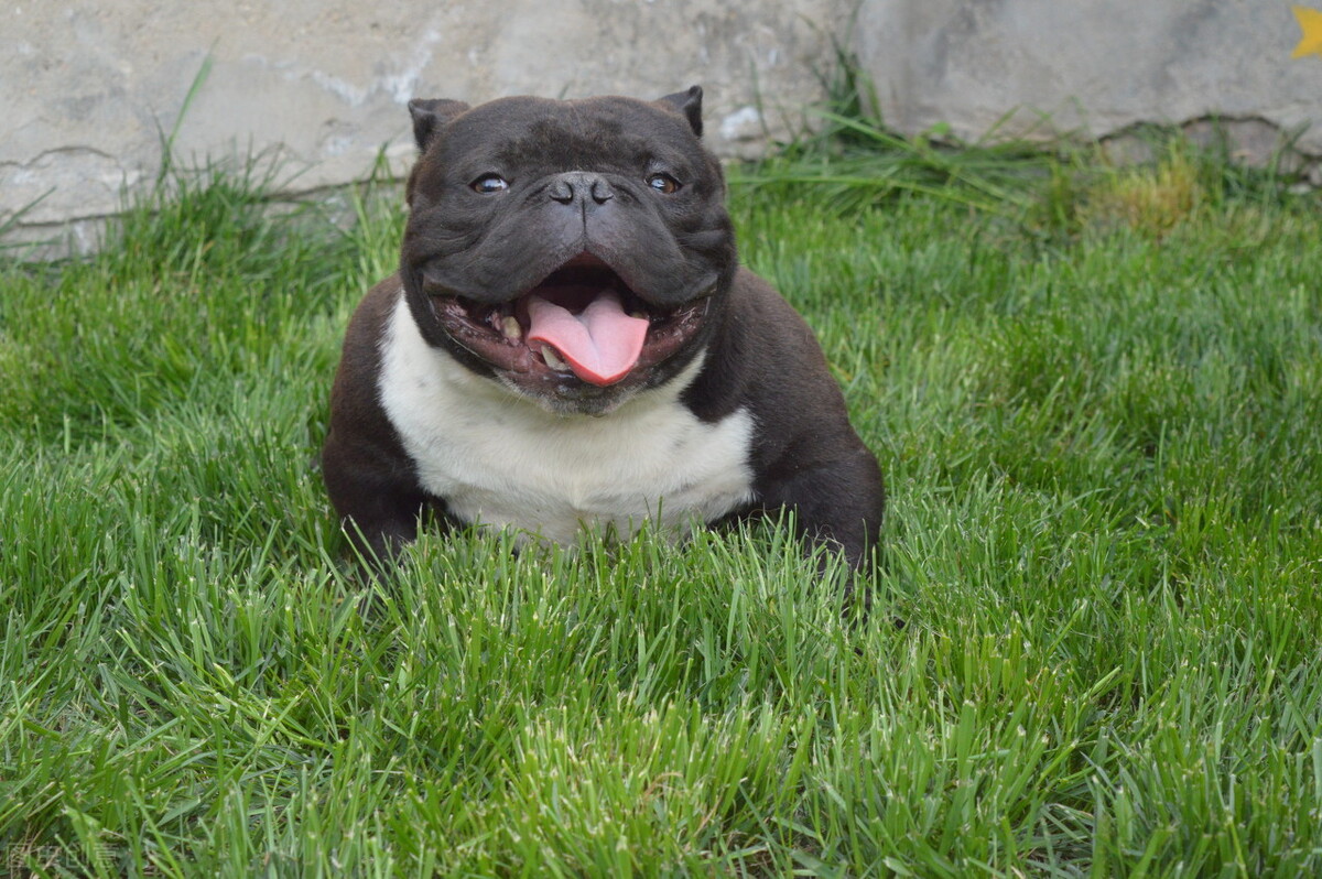 1,类型根据美国恶霸犬的体型来区分,它们可以分为以