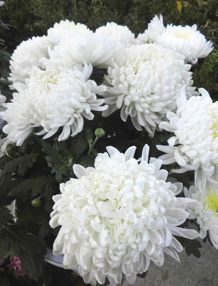 怀念母亲的句子(怀念已故母亲经典句子)-cosg百科