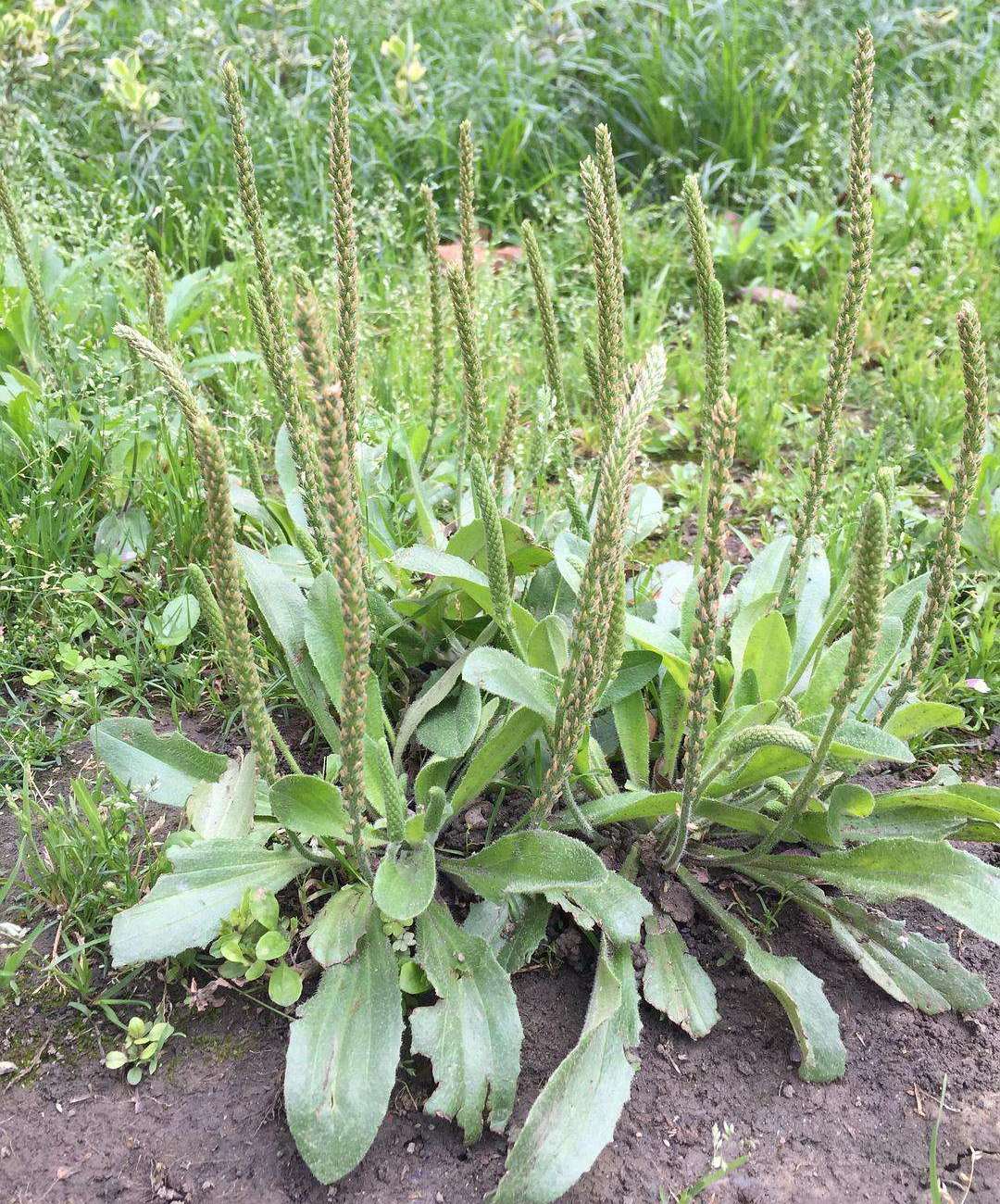 十五,车前草:一年或两年生草本植物.