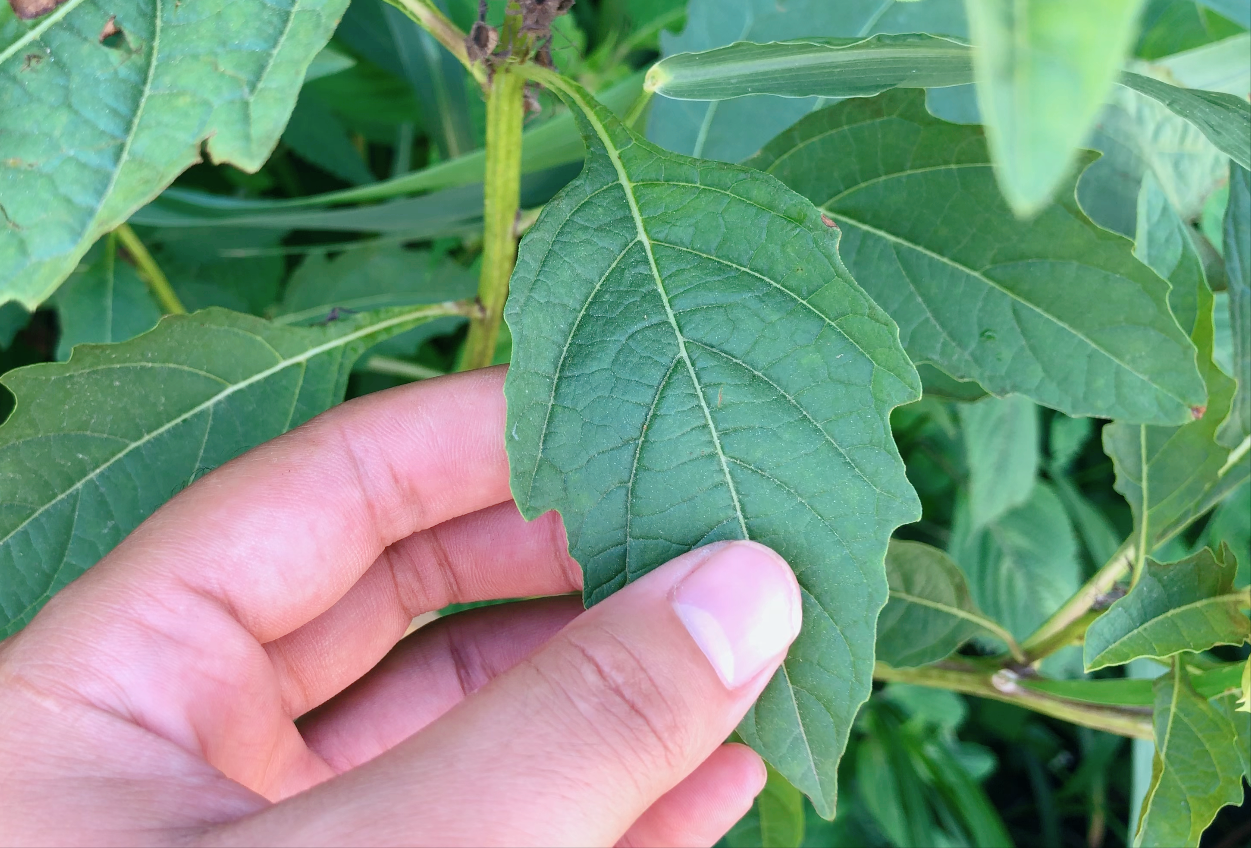 这就是冰粉树,籽是西南特色美食凉粉的原料,还有这种用途知道吗
