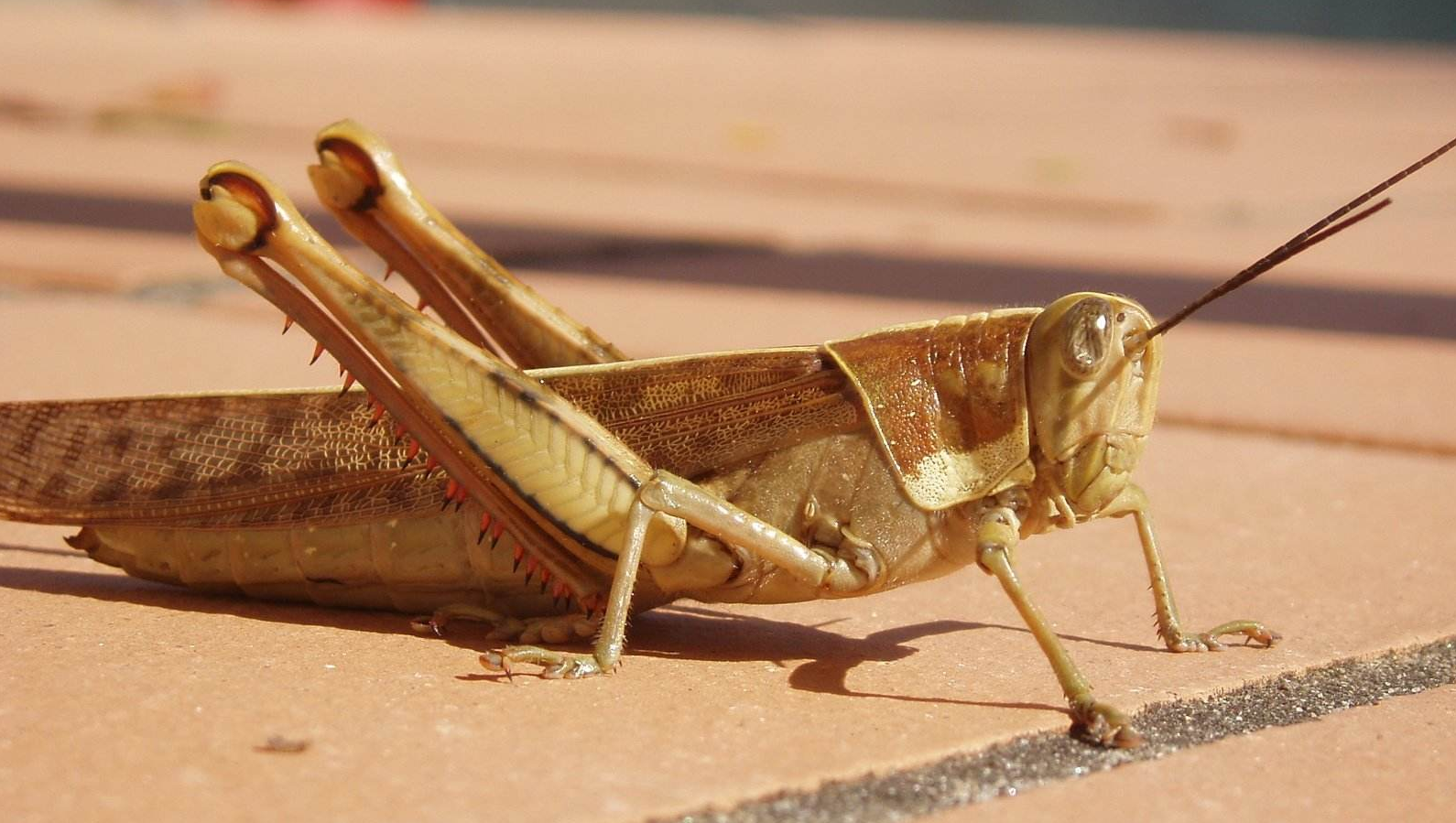 蝗虫可以食用吗(蝗虫为何这么多?人可以食用吗?