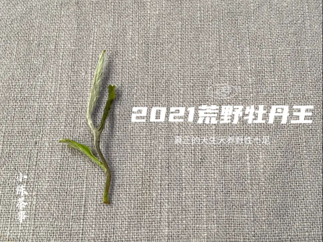 2021荒野牡丹王，花香太盛了，我竟然忽略了白牡丹的毫香与野劲